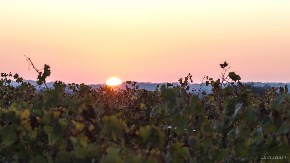 Vendesia Vignobles LaClaque 10