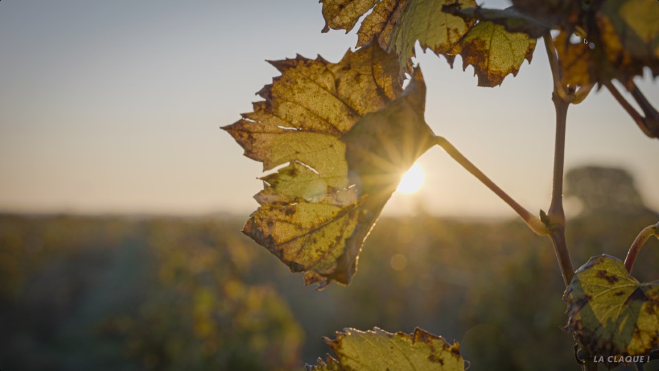 Vendesia Vignobles LaClaque 12