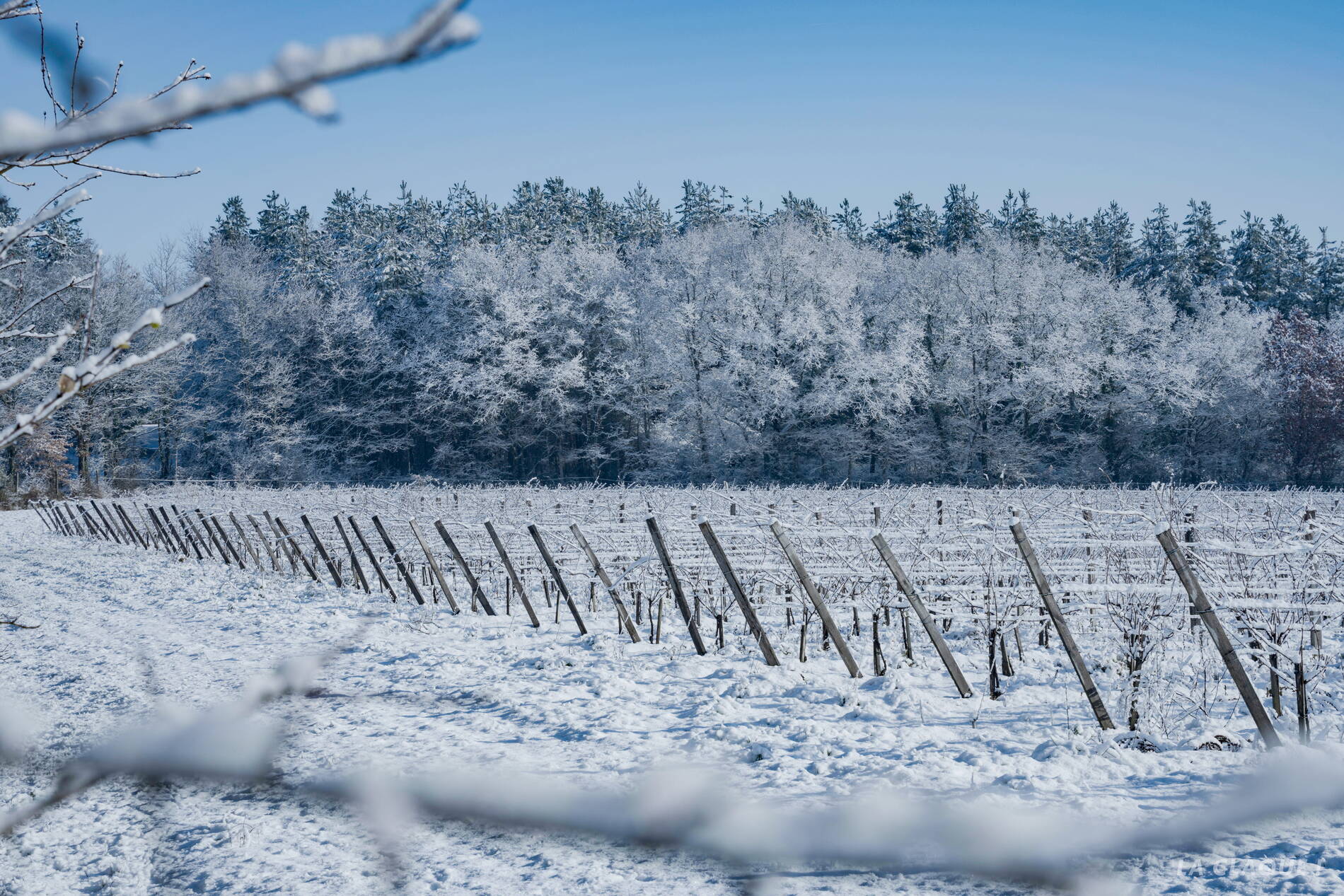 Vignes enneigees