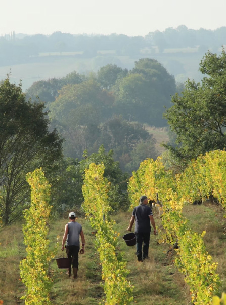 oenotourisme vin vendee